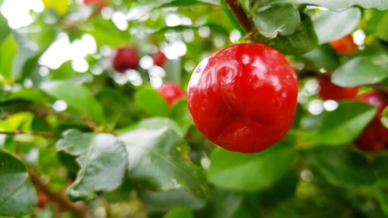 Acerola
